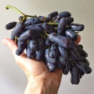 องุ่นดำ องุ่นมนต์ดำ องุ่นแม่มด องุ่นเล็บมือนาง moon drops grape ผลไม้พรีเมี่ยม ผลไม้สด ผลไม้นำเข้า ผลไม้นอก ผลไม้ส่งถึงบ้าน ผลไม้ออนไลน์ ผลไม้ต่างประเทศ ผลไม้เมืองนอก ผลไม้ แอปเปิ้ลเอนวี่ แอปเปิ้ลฟูจิ แอปเปิ้ลเขียว บลูเบอรี่ องุ่น องุ่นแดง องุ่นเขียว องุ่นดำ เชอร์รี่ เชอรี่ สตรอเบอร์รี่ ส้ม ส้มแมนดาริน ส้มซันควิก เมล่อน ทับทิม แก้วมังกร แอปเปิ้ล กีวี่ อินทผาลัม อโวคาโด อะโวคาโด พลับ สาลี่ envy fuji cherry strawberry kiwi sunkist sunquick mandarin peach avocado fruitage premium fruit delivery