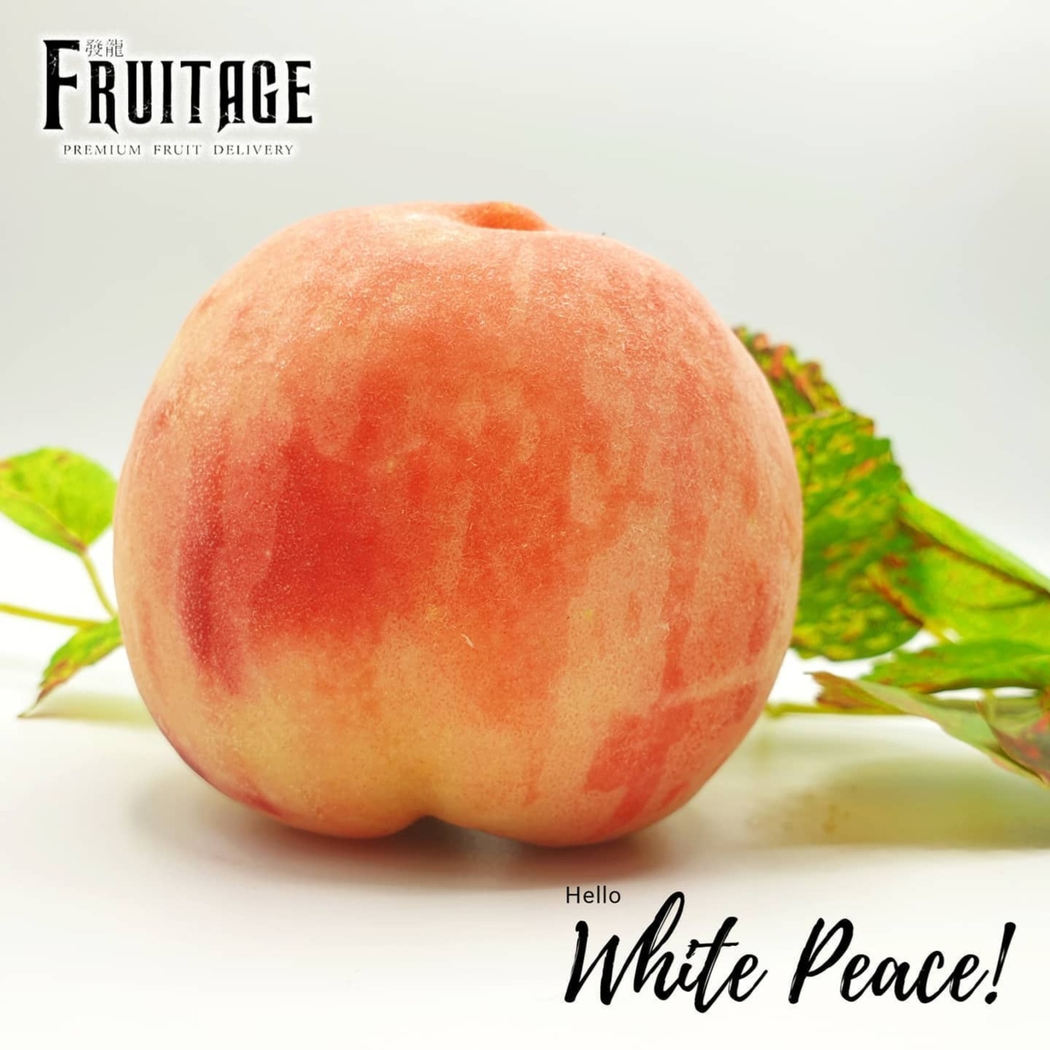 ลูกพีชสด ลูกท้อสด ลูกพีชญี่ปุ่น ลูกพีชอเมริกา ลูกพีชจีน white peaches ผลไม้พรีเมี่ยม ผลไม้สด ผลไม้นำเข้า ผลไม้นอก ผลไม้ส่งถึงบ้าน ผลไม้ออนไลน์ ผลไม้ต่างประเทศ ผลไม้เมืองนอก ผลไม้ แอปเปิ้ลเอนวี่ แอปเปิ้ลฟูจิ แอปเปิ้ลเขียว บลูเบอรี่ องุ่น องุ่นแดง องุ่นเขียว องุ่นดำ เชอร์รี่ เชอรี่ สตรอเบอร์รี่ ส้ม ส้มแมนดาริน ส้มซันควิก เมล่อน ทับทิม แก้วมังกร แอปเปิ้ล กีวี่ อินทผาลัม อโวคาโด อะโวคาโด พลับ สาลี่ envy fuji cherry strawberry kiwi sunkist sunquick mandarin peach avocado fruitage premium fruit delivery ลูกพีชสด ลูกท้อสด ลูกพีชญี่ปุ่น ลูกพีชอเมริกา ลูกพีชจีน white peaches ผลไม้พรีเมี่ยม ผลไม้สด ผลไม้นำเข้า ผลไม้นอก ผลไม้ส่งถึงบ้าน ผลไม้ออนไลน์ ผลไม้ต่างประเทศ ผลไม้เมืองนอก ผลไม้ แอปเปิ้ลเอนวี่ แอปเปิ้ลฟูจิ แอปเปิ้ลเขียว บลูเบอรี่ องุ่น องุ่นแดง องุ่นเขียว องุ่นดำ เชอร์รี่ เชอรี่ สตรอเบอร์รี่ ส้ม ส้มแมนดาริน ส้มซันควิก เมล่อน ทับทิม แก้วมังกร แอปเปิ้ล กีวี่ อินทผาลัม อโวคาโด อะโวคาโด พลับ สาลี่ envy fuji cherry strawberry kiwi sunkist sunquick mandarin peach avocado fruitage premium fruit delivery